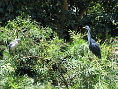 234 Wildlife Habitat Port Douglas